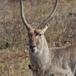 Cobe à croissant (mâle adulte)