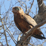 Bateleur des savanes (juvénile)