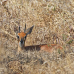 Raphicère champêtre
