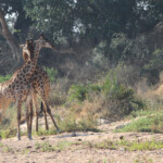 GIrafes