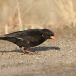Alecto à bec rouge - Red-billed Buffalo Weaver Svg+xml,%3Csvg%20xmlns%3D%22http%3A%2F%2Fwww.w3