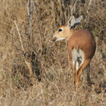 Raphicère champêtre