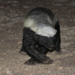 Ratel Svg+xml,%3Csvg%20xmlns%3D%22http%3A%2F%2Fwww.w3