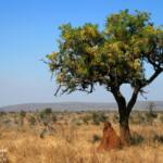 Afrique du Sud - Kruger Août 2014