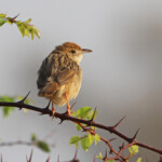 Cisticole striée - Croaking cisticola