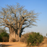 Baobab