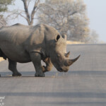 Rhinocéros blanc Svg+xml,%3Csvg%20xmlns%3D%22http%3A%2F%2Fwww.w3