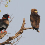 Bateleur des savanes (adulte et juvénile)