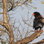 Bateleur des savanes (adulte)