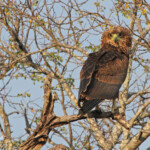 Bateleur des savanes (Juvénile)