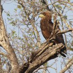 Bateleur des savanes (juvénile)