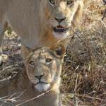 Lions (Kruger)