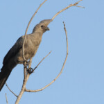 Turaco concolore 18/08/2014