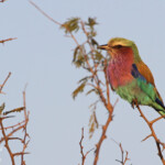 Rollier à longs brins 18/08/2014
