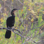 Anhinga
