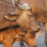 Buffles (Sabie river)