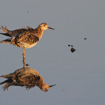 Combattant varié (Camargue)