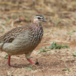 Francolin huppé 17/08/2014
