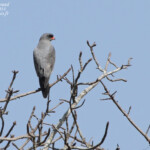Autour sombre (Kruger)