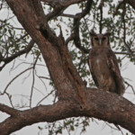 Grand-duc de Verreaux