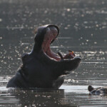 hippopotame