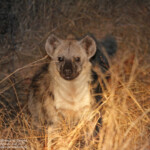 Hyène tachetée - berg-en-Dal 17/08/2014