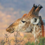 Girafe Berg-en-Dal 18/08/2014