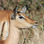 Impala 18/08/2014