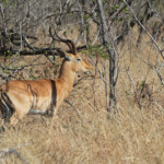 Impala 18/08/2014