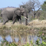 Eléphant 18/08/2014