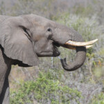 Eléphant 18/08/2014