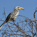 Calao leucomèle 18/08/2014