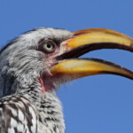 Calao leucomèle 18/08/2014