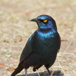 Choucador à épaulettes rouges 18/08/2014