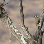 Pic barbu (Kruger, Afrique du Sud)