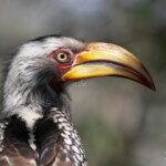 Calao leucomèle 18/08/2014