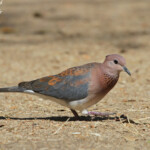 Tourterelle maillée 18/08/2014