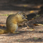 Écureuil de Smith (Kruger)