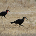 Calao terrestre 18/08/2014