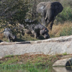 Éléphant et hippopotames 18/08/2014