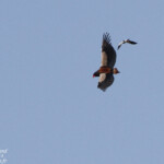 Bateleur des savanes et Vanneau armé 18/08/2014
