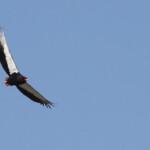 Bateleur des savanes 18/08/2014