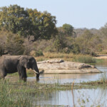 Éléphant 18/08/2014