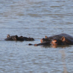 Hippopotames 18/08/2014