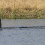 Éléphant 18/08/2014