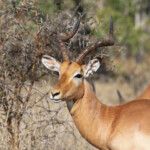 Impala 18/08/2014