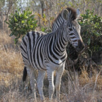 Zèbre 18/08/2014