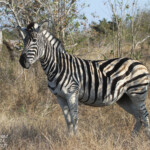 Zèbre 18/08/2014