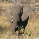 Éléphant 18/08/2014