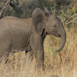 Éléphant 18/08/2014